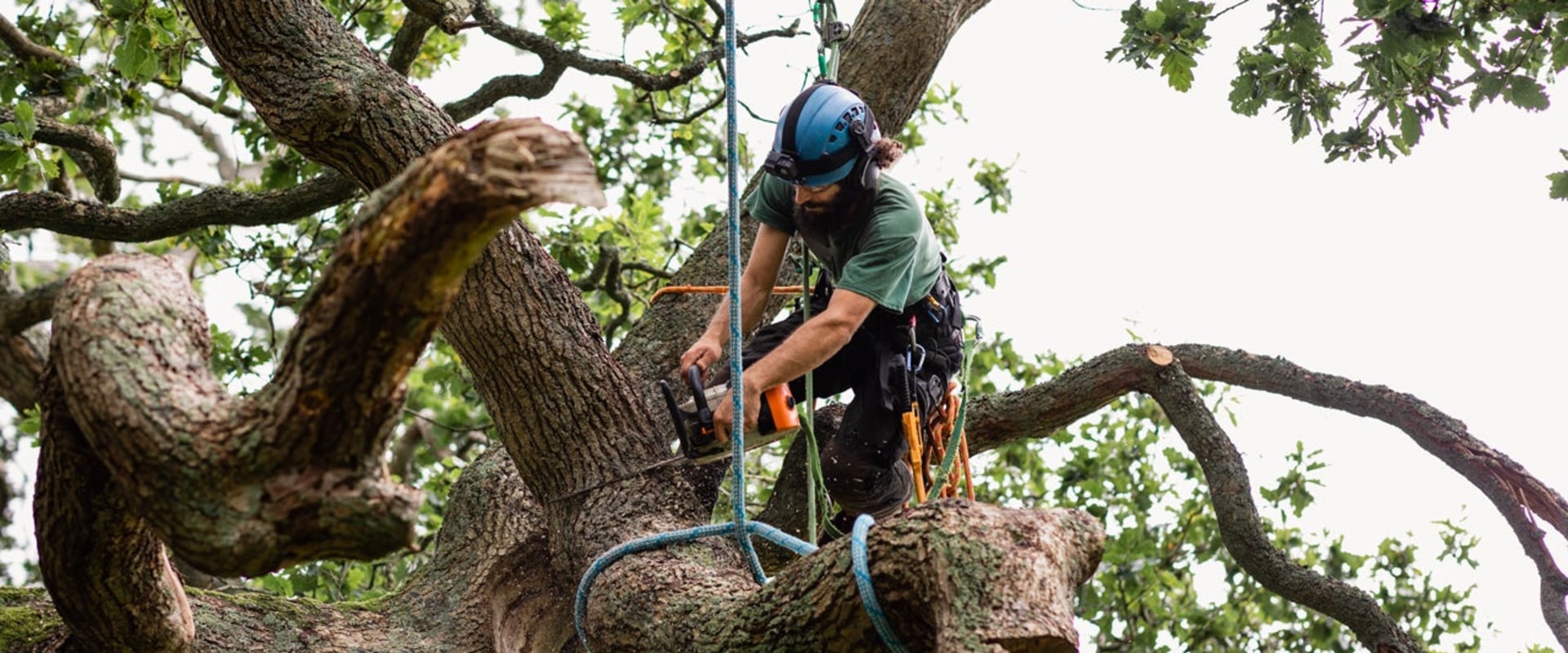 The Potential Dangers of Residential Tree Removal