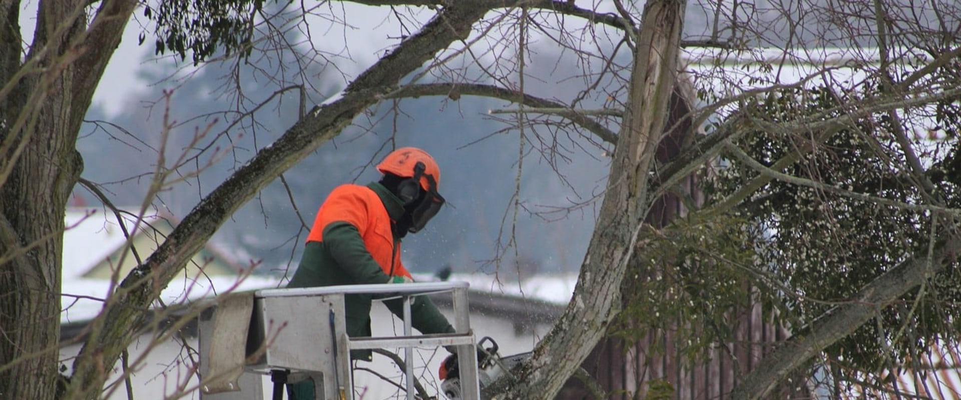 Saving a Dying or Diseased Tree: Expert Tips for Residential Tree Removal