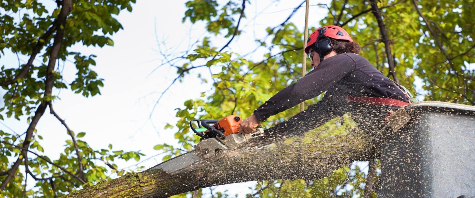 Should You DIY or Hire a Professional for Residential Tree Removal?