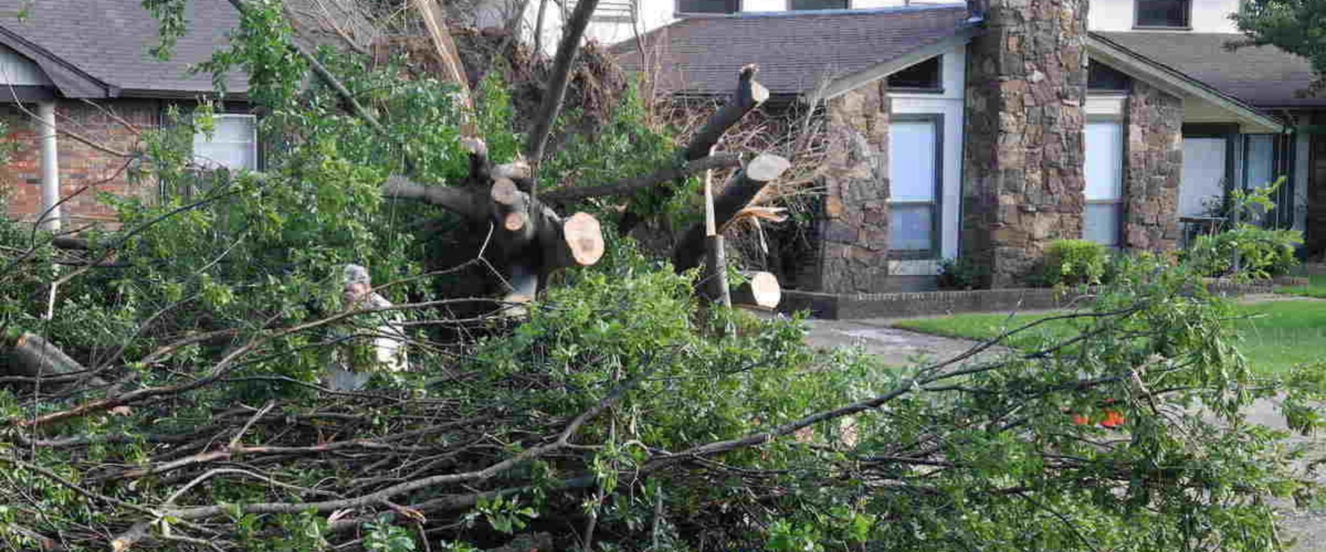 The Benefits of Professional Tree Removal Services