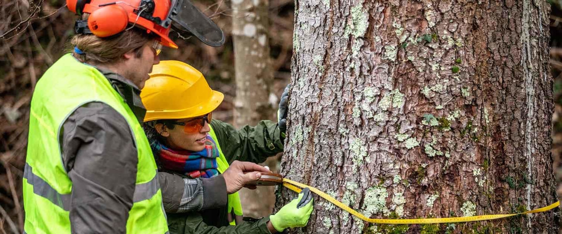 Residential Tree Removal: Essential Equipment and Techniques