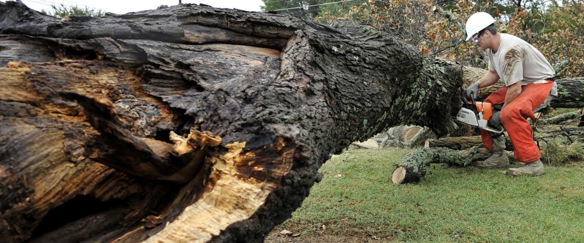 Residential Tree Removal: Why It's Necessary and How to Do It Safely
