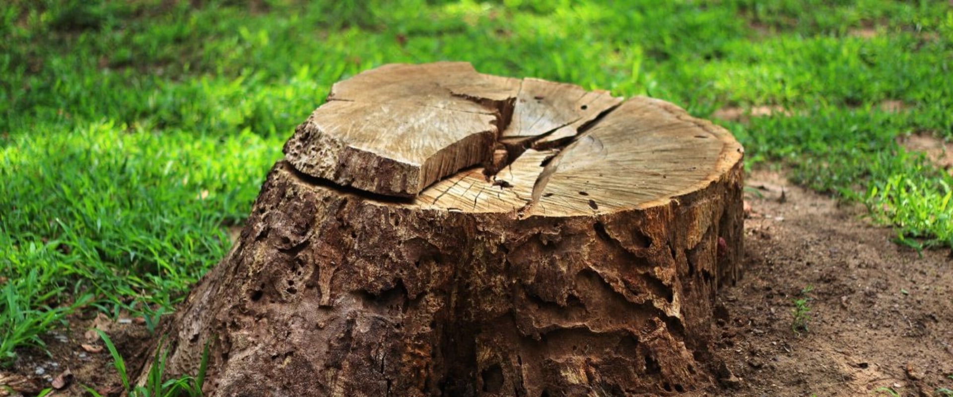 Can You Replant a New Tree in the Same Spot After Residential Tree Removal?