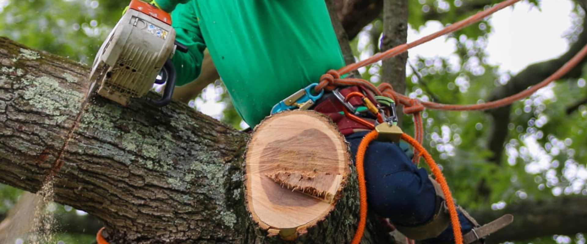 Residential Tree Removal: How to Properly Dispose of Removed Trees and Branches