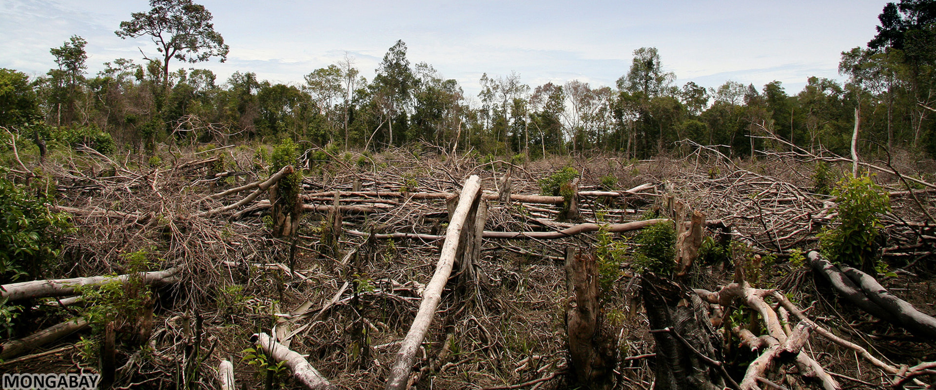 The Potential Environmental Impacts of Residential Tree Removal: What You Need to Know
