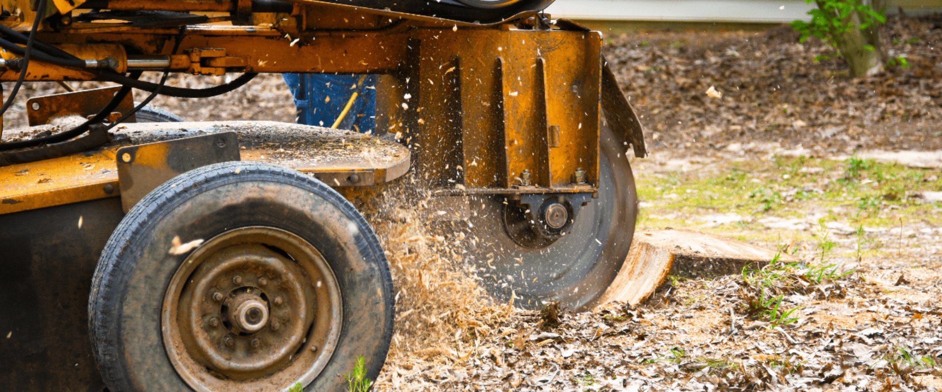 Preparing for Residential Tree Removal: Expert Tips