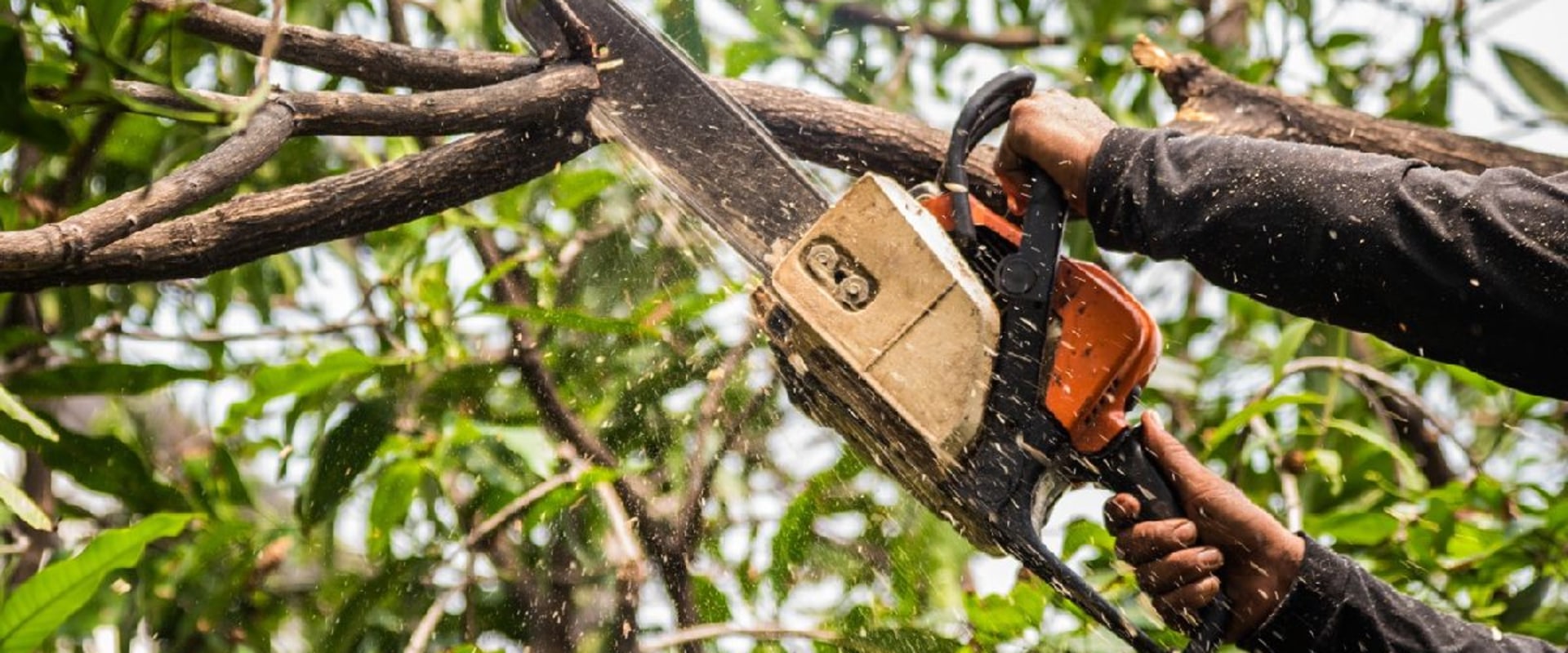 Residential Tree Removal: What You Need to Know