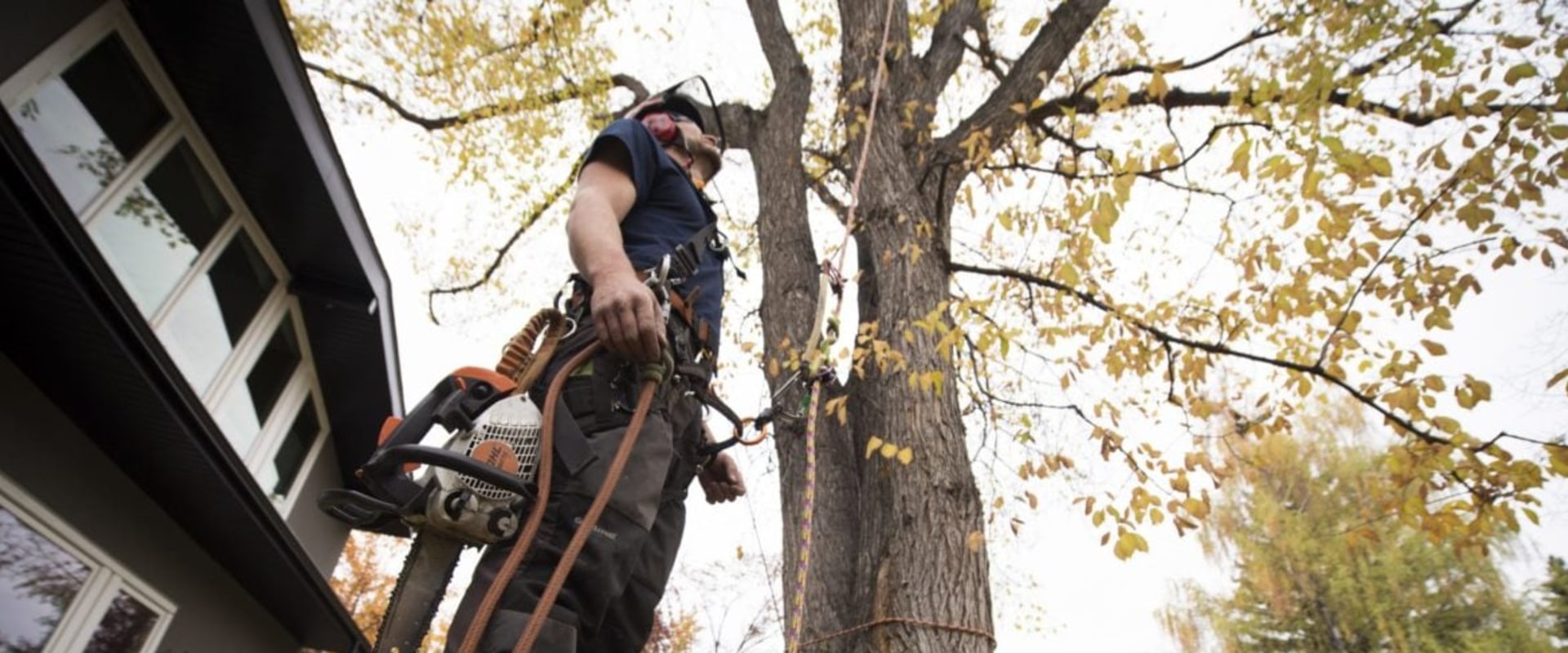 Choosing the Right Company for Residential Tree Removal: An Expert's Guide