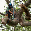 The Potential Dangers of Residential Tree Removal