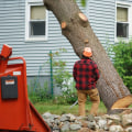 Residential Tree Removal: When is the Best Time to Remove a Tree from Your Property?