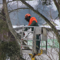 Saving a Dying or Diseased Tree: Expert Tips for Residential Tree Removal