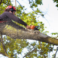 Should You DIY or Hire a Professional for Residential Tree Removal?