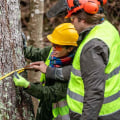 Residential Tree Removal: Essential Equipment and Techniques