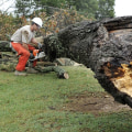 Residential Tree Removal: Why It's Necessary and How to Do It Safely