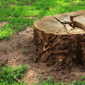 Can You Replant a New Tree in the Same Spot After Residential Tree Removal?