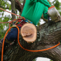 Residential Tree Removal: How to Properly Dispose of Removed Trees and Branches