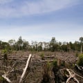 The Potential Environmental Impacts of Residential Tree Removal: What You Need to Know