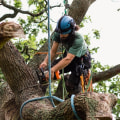 Understanding Regulations and Restrictions on Residential Tree Removal