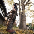 Choosing the Right Company for Residential Tree Removal: An Expert's Guide