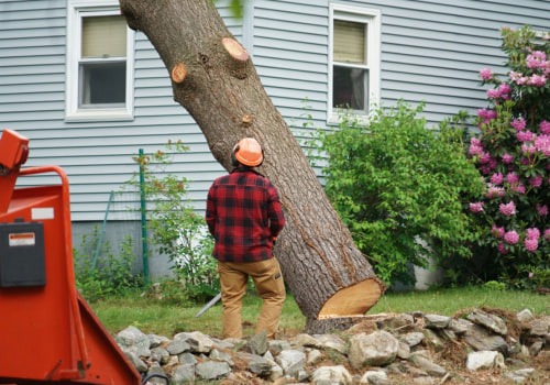 Residential Tree Removal: When is the Best Time to Remove a Tree from Your Property?