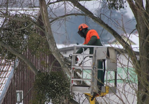 Saving a Dying or Diseased Tree: Expert Tips for Residential Tree Removal