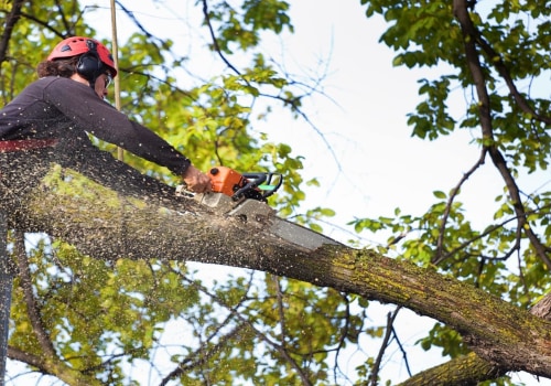 Should You DIY or Hire a Professional for Residential Tree Removal?