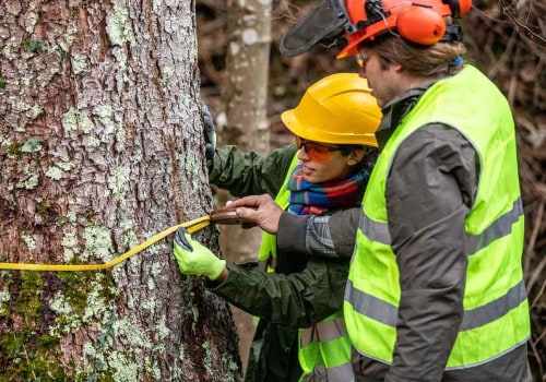 Residential Tree Removal: Essential Equipment and Techniques
