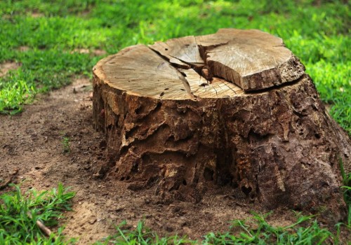 Can You Replant a New Tree in the Same Spot After Residential Tree Removal?
