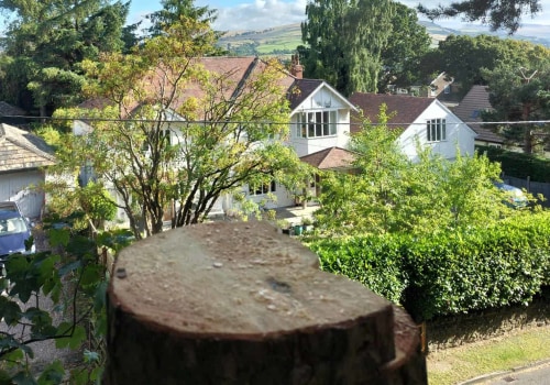 The Cost of Residential Tree Removal: What You Need to Know