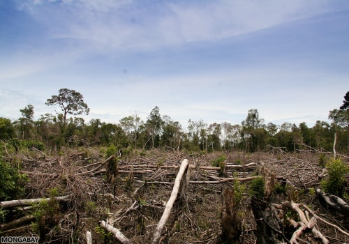 The Potential Environmental Impacts of Residential Tree Removal: What You Need to Know