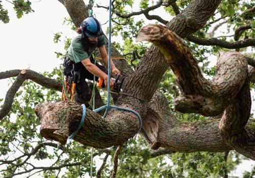 Understanding Regulations and Restrictions on Residential Tree Removal