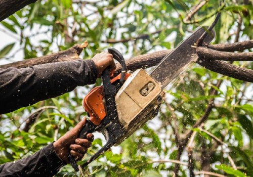 Residential Tree Removal: What You Need to Know