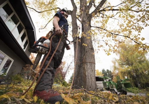 Choosing the Right Company for Residential Tree Removal: An Expert's Guide